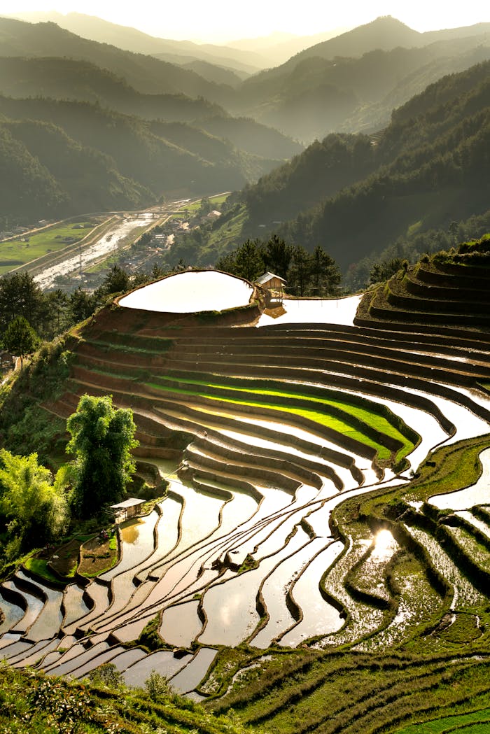 Rice Terraces, Philippines